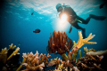   Diver highlighting coral reef. reef  